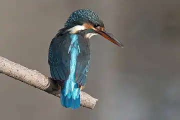 BORG50FLで撮影した野鳥・カワセミの写真画像