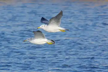 BORG50FLで撮影した野鳥・カモメの写真画像
