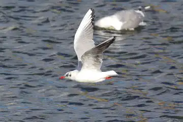 BORG50FLで撮影した野鳥・カモメの写真画像