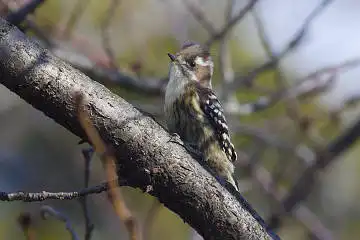 BORG50FLで撮影した野鳥・コゲラの写真画像