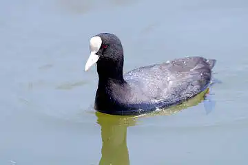 BORG50FLで撮影した野鳥・オオバンの写真画像