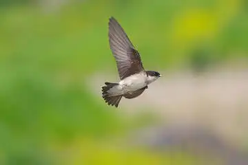 BORG50FLで撮影した野鳥・イワツバメの写真画像