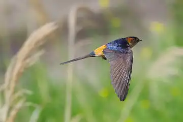 BORG50FLで撮影した野鳥・コシアカツバメの写真画像