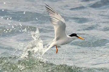 BORG50FLで撮影した野鳥・コアジサシの写真画像