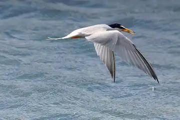 BORG50FLで撮影した野鳥・コアジサシの写真画像