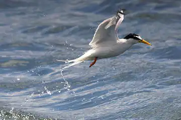 BORG50FLで撮影した野鳥・コアジサシの写真画像