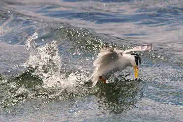 BORG50FLで撮影した野鳥・コアジサシの写真画像