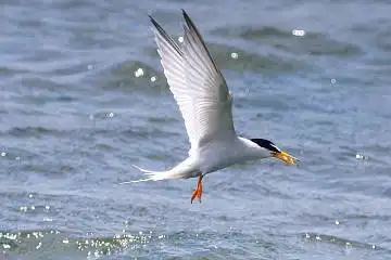 BORG50FLで撮影した野鳥・コアジサシの写真画像