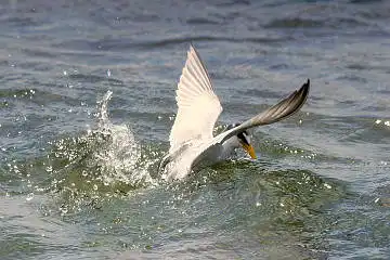 BORG50FLで撮影した野鳥・コアジサシの写真画像
