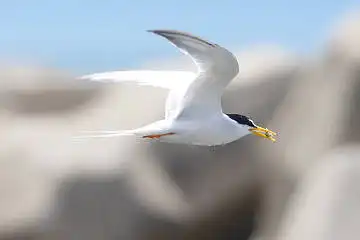 BORG50FLで撮影した野鳥・コアジサシの写真画像