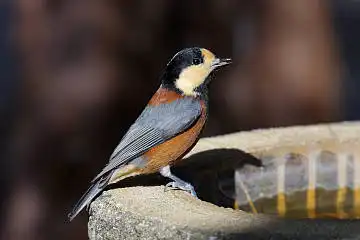 BORG50FLで撮影した野鳥・ヤマガラの写真画像