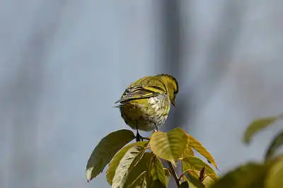 BORG50FLで撮影した野鳥・マヒワの写真画像