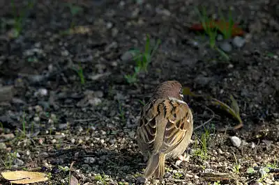 BORG50FLで撮影した野鳥・スズメの写真画像