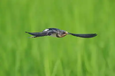 BORG50FLで撮影した野鳥・ツバメの写真画像