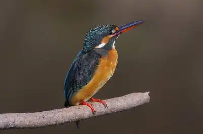 BORG50FLで撮影した野鳥・カワセミの写真画像