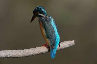 BORG50FLで撮影した野鳥・カワセミの写真画像