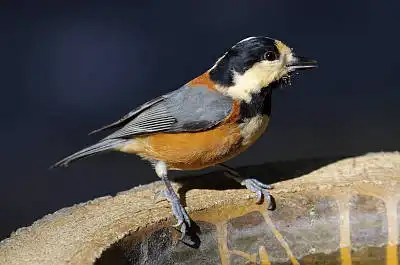BORG50FLで撮影した野鳥・ヤマガラの写真画像