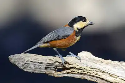 BORG50FLで撮影した野鳥・ヤマガラの写真画像