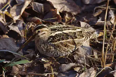 BORG50FLで撮影した野鳥・シギの写真画像