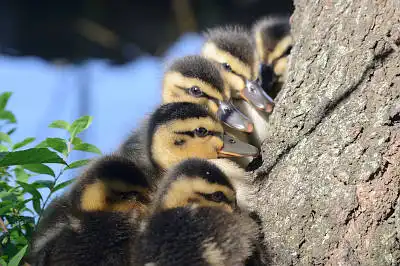 BORG50FLで撮影した野鳥・カルガモの写真画像