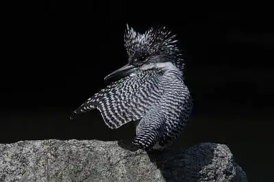 BORG50FLで撮影した野鳥・ヤマセミの写真画像