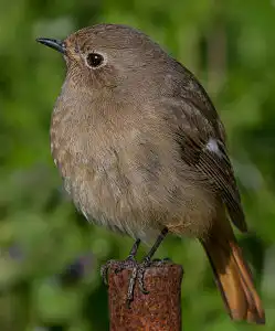 BORG50FLで撮影した野鳥・ジョウビタキの写真画像