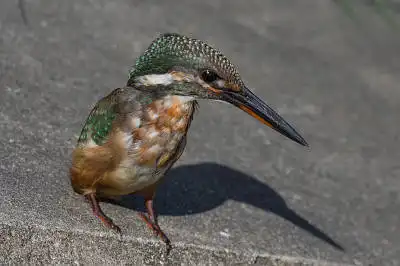 BORG50FLで撮影した野鳥・カワセミの写真画像