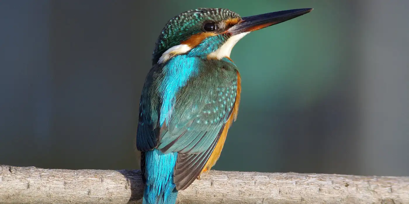 野鳥画像