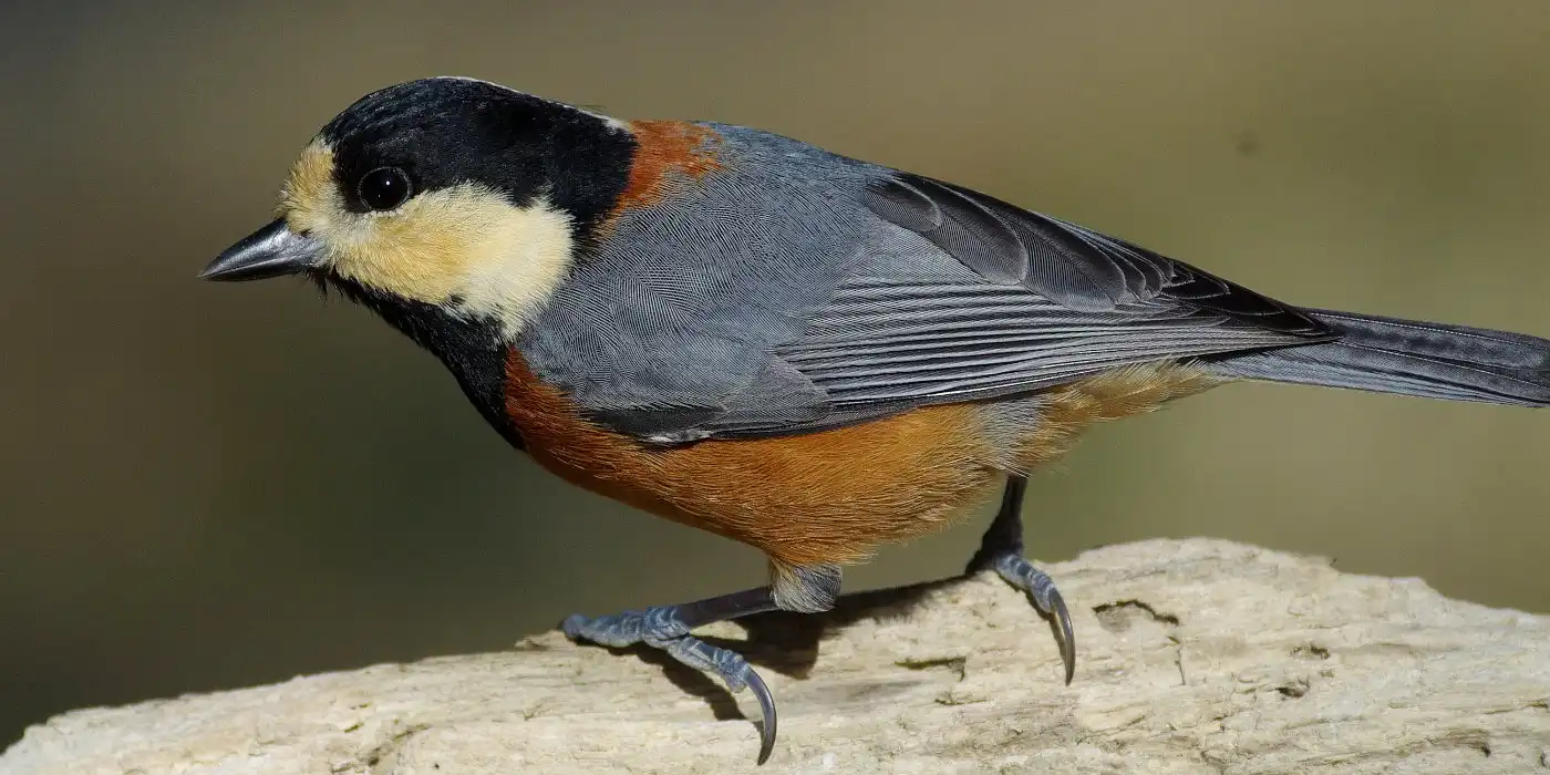 野鳥画像