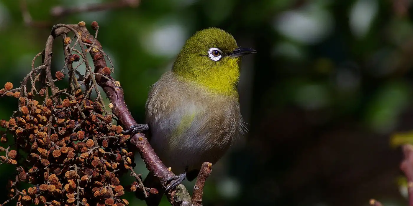 野鳥画像