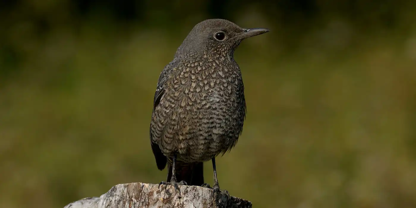 野鳥画像