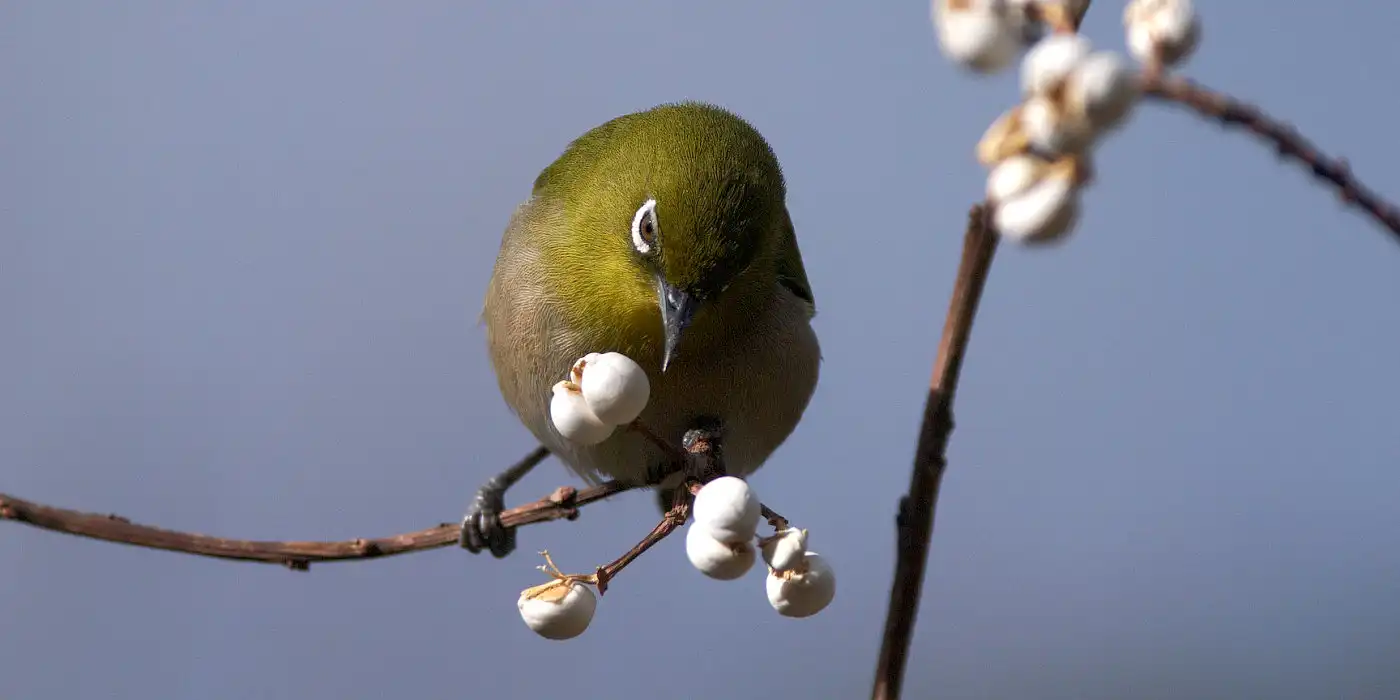 野鳥画像