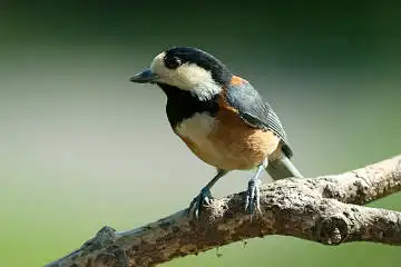 BORG60EDで撮影した写した野鳥・ヤマガラの写真画像