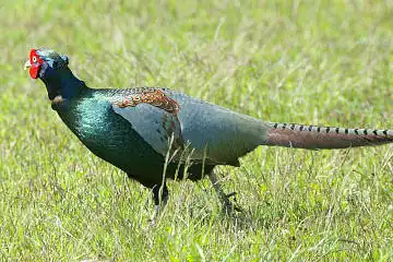 BORG60EDで撮影した写した野鳥・キジの写真画像