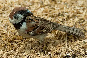 BORG60EDで撮影した写した野鳥・スズメの写真画像
