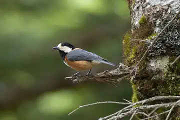 BORG60EDで撮影した写した野鳥・ヤマガラの写真画像