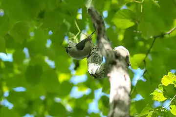 BORG60EDで撮影した写した野鳥・ゴジュウカラの写真画像