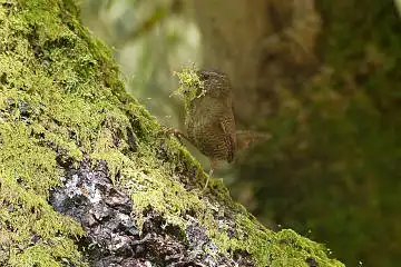 BORG60EDで撮影した写した野鳥・ツバメの写真画像