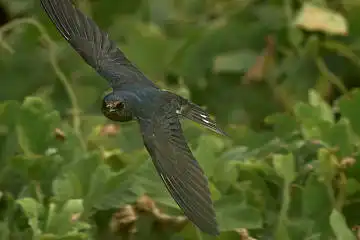 BORG60EDで撮影した写した野鳥・ツバメの写真画像
