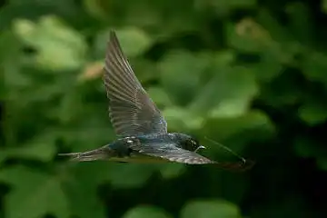BORG60EDで撮影した写した野鳥・ツバメの写真画像