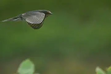 BORG60EDで撮影した写した野鳥・ツバメの写真画像