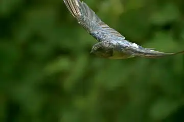 BORG60EDで撮影した写した野鳥・ツバメの写真画像