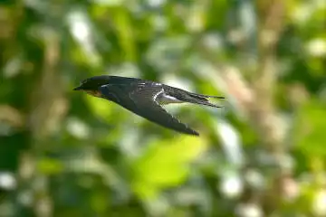 BORG60EDで撮影した写した野鳥・ツバメの写真画像