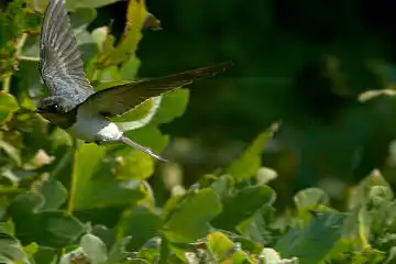 BORG60EDで撮影した写した野鳥・ツバメの写真画像