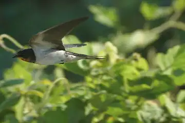 BORG60EDで撮影した写した野鳥・ツバメの写真画像