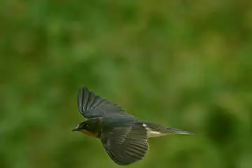BORG60EDで撮影した写した野鳥・ツバメの写真画像