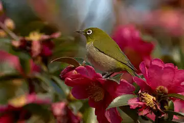 BORG60EDで撮影した写した野鳥・メジロの写真画像