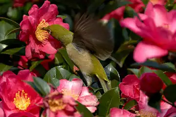 BORG60EDで撮影した写した野鳥・メジロの写真画像