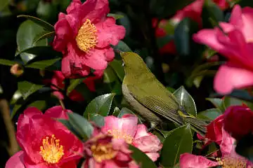 BORG60EDで撮影した写した野鳥・メジロの写真画像