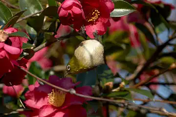 BORG60EDで撮影した写した野鳥・メジロの写真画像